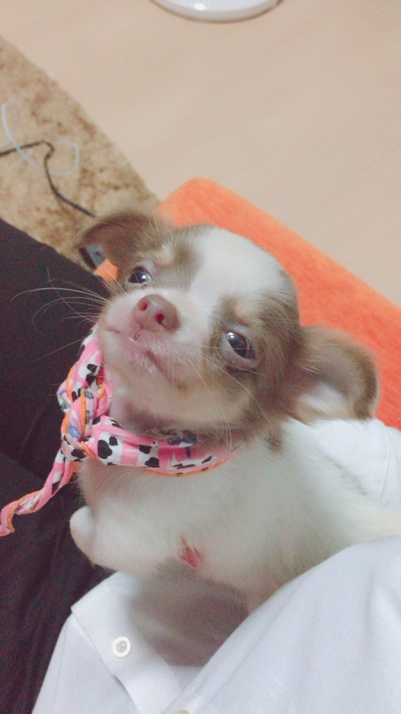 ３か月(=^・^=)