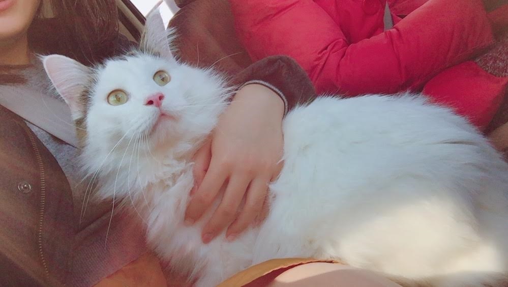 猫(=^・^=)