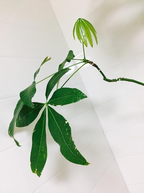 努力の末、新しい命が宿りました！