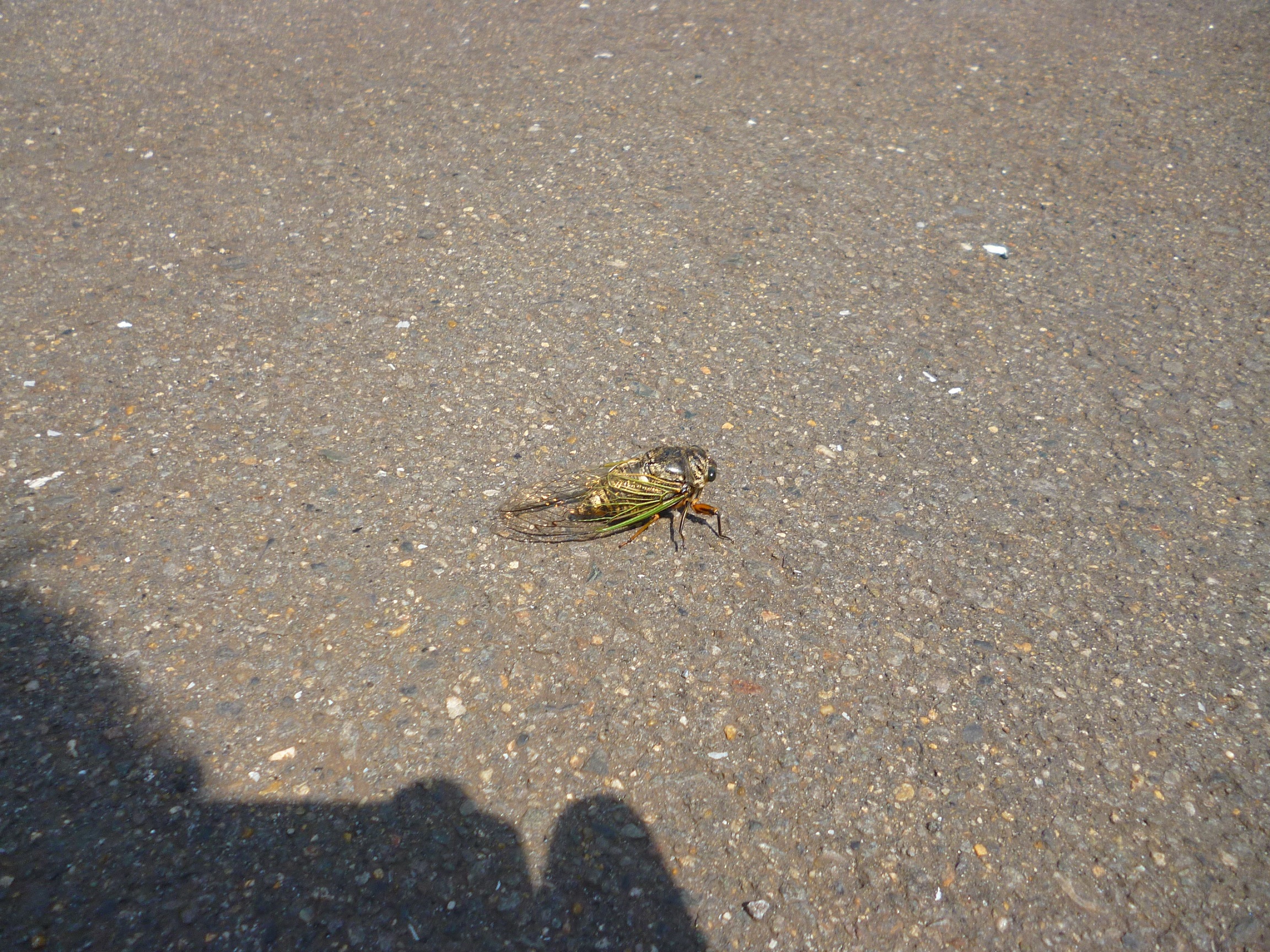 プジョー大分にも遂にコイツがやってきました！