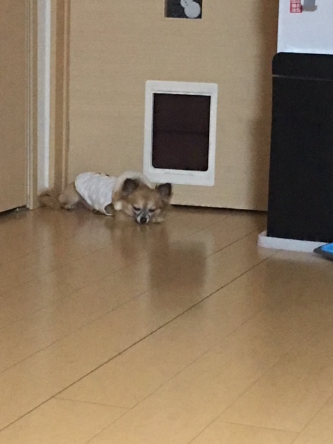 散歩に・・・