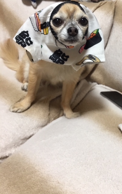 我が家のライオン