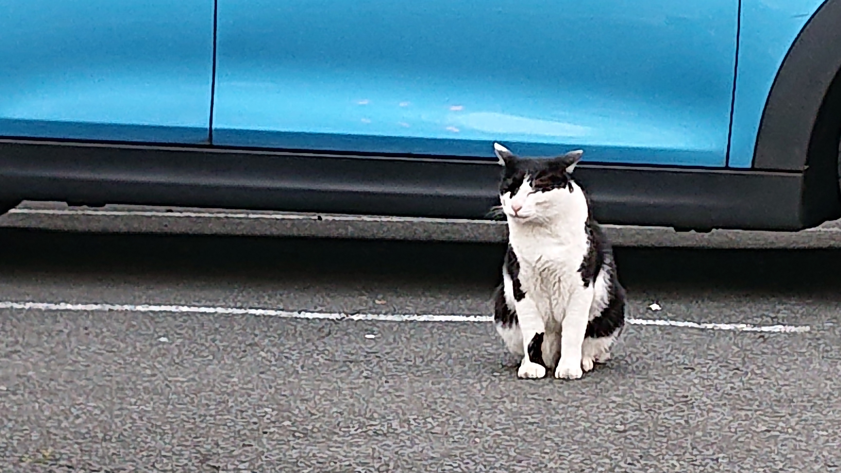本日も、クロはのんびり、悠々自適
