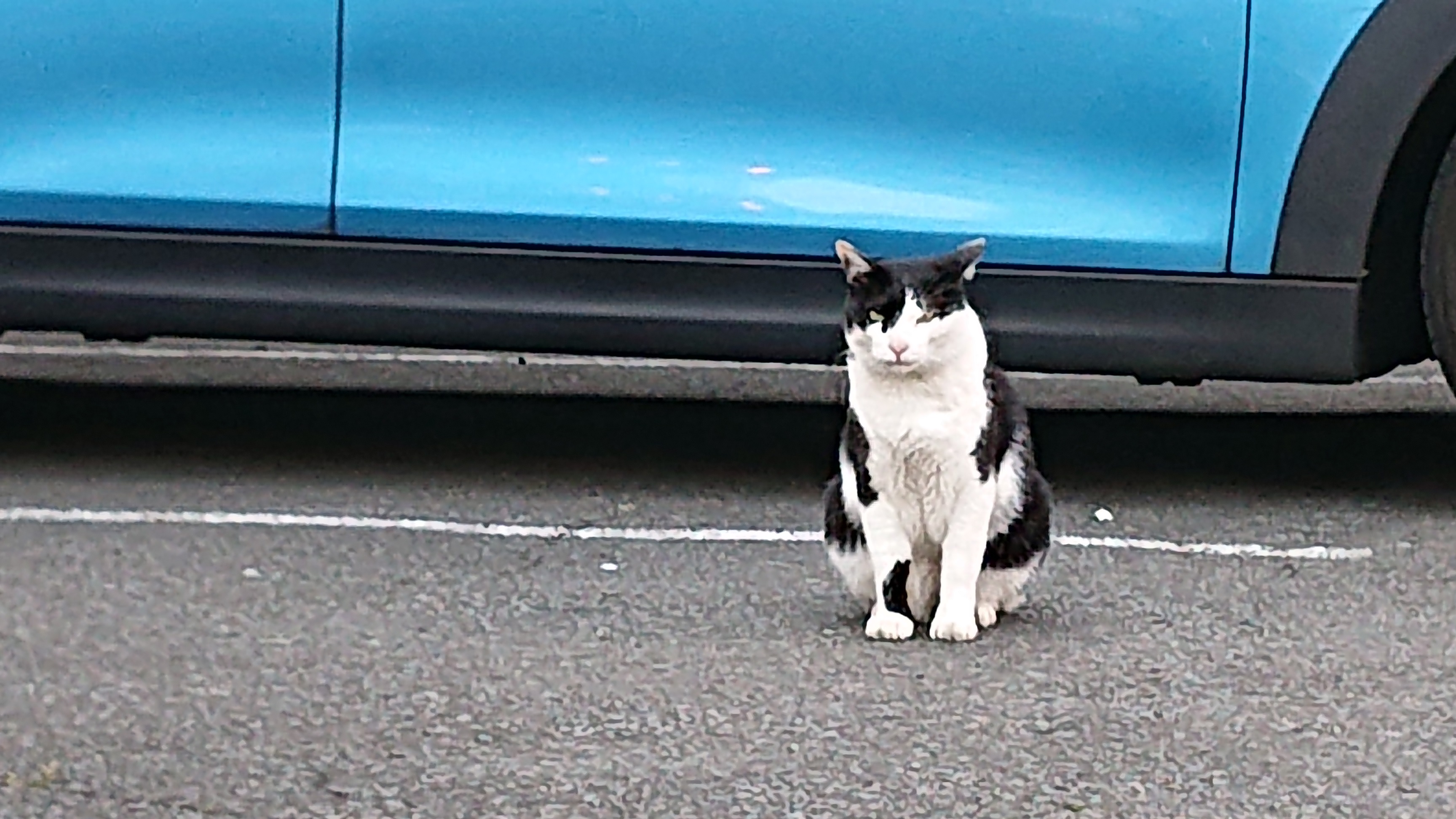 本日も、クロはのんびり、悠々自適