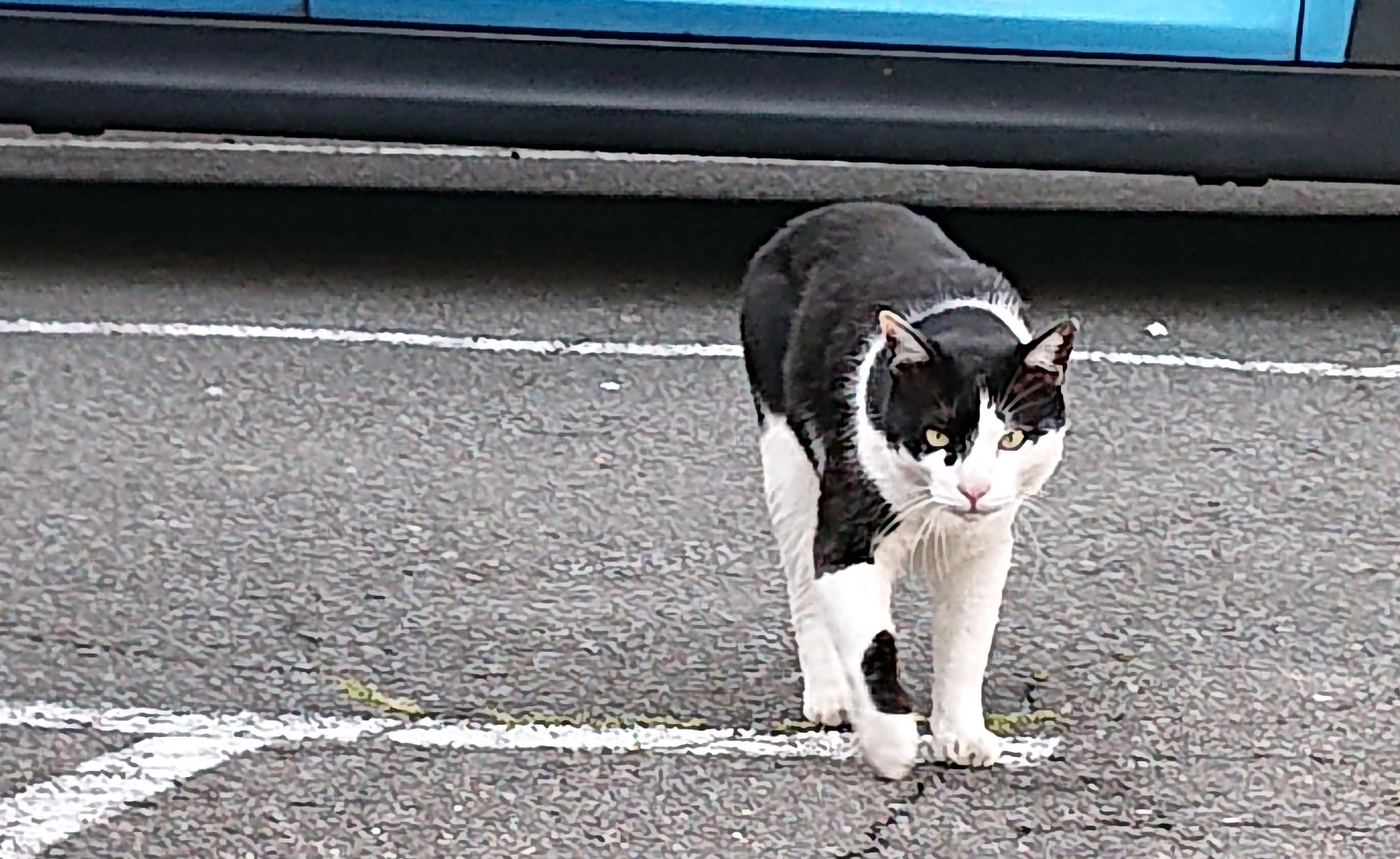 本日も、クロはのんびり、悠々自適