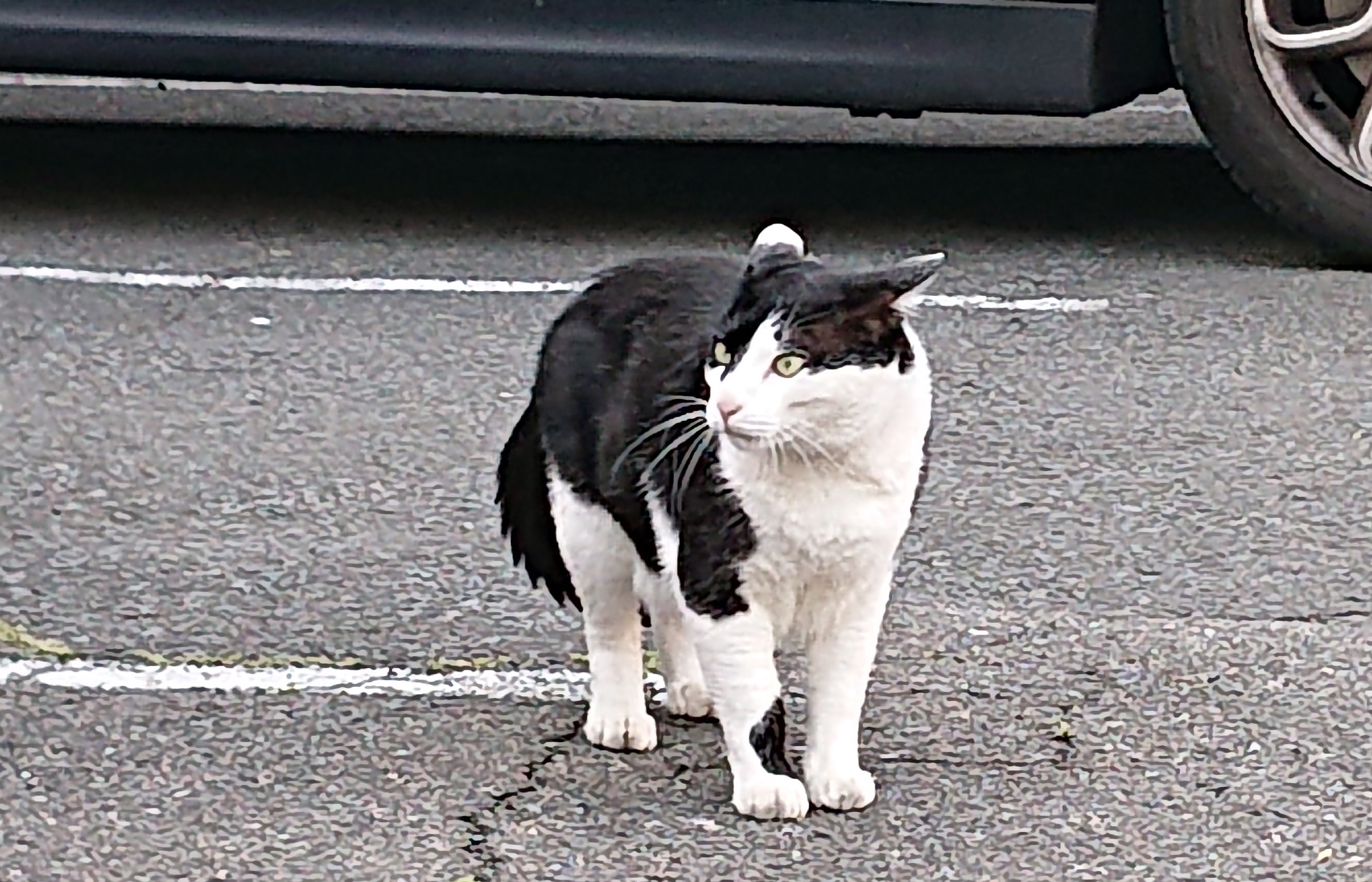 本日も、クロはのんびり、悠々自適