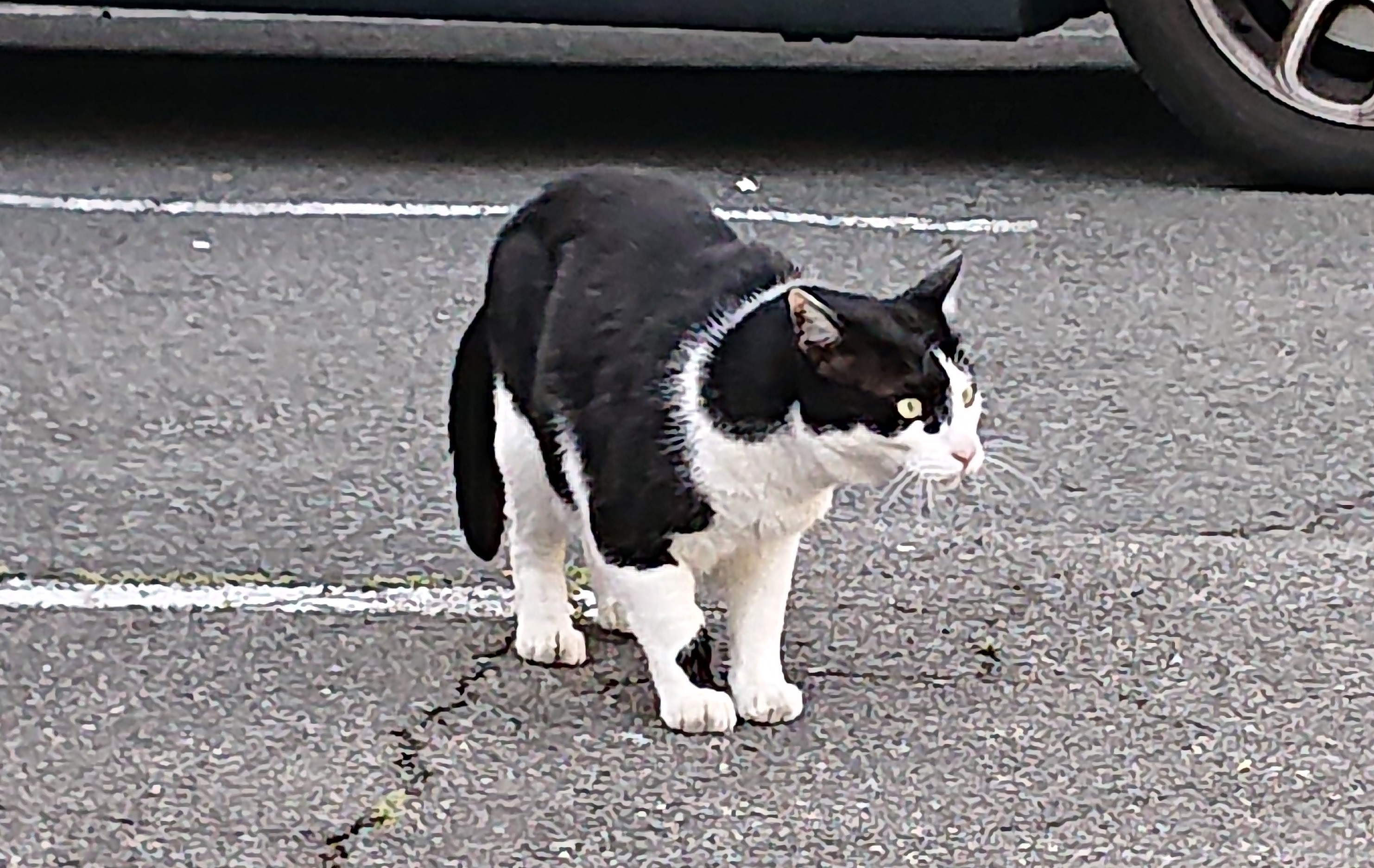 本日も、クロはのんびり、悠々自適