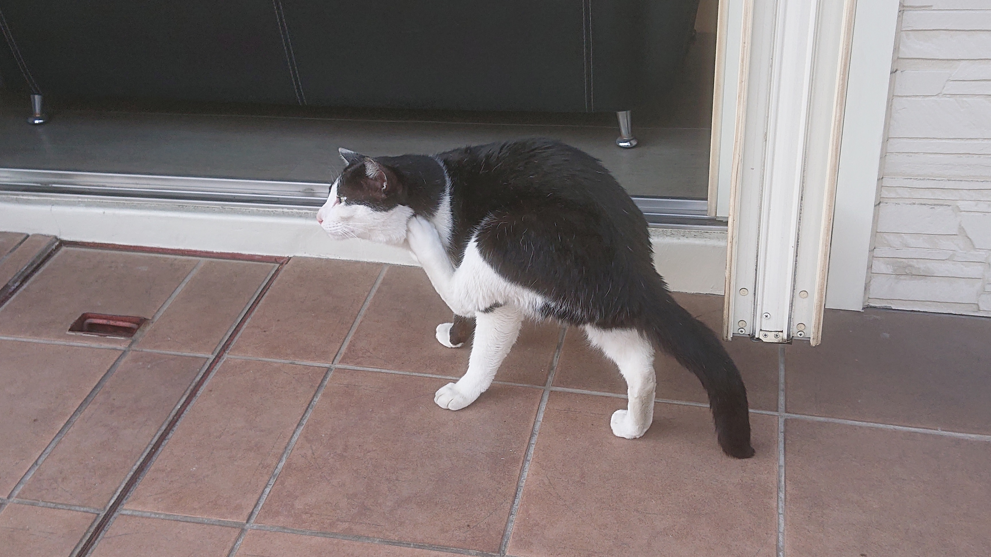 本日も、クロはのんびり、悠々自適