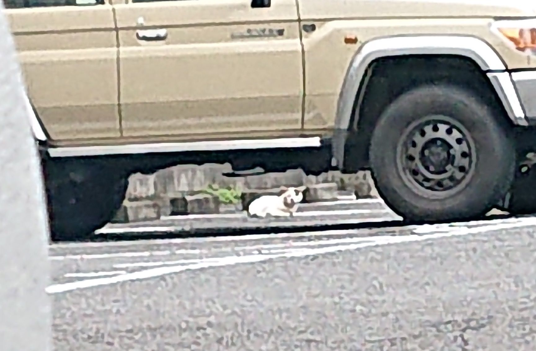 にゃんとも、ネコまみれ