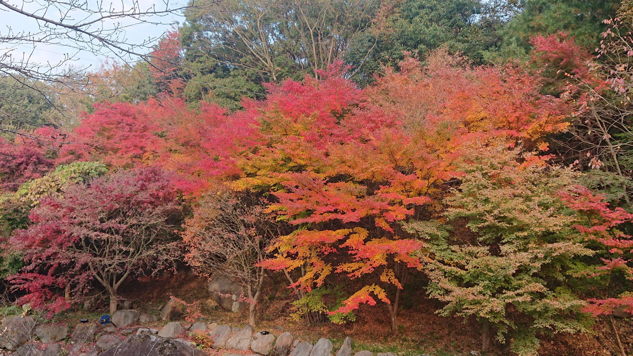 紅葉シーズンにも乗り遅れ...。