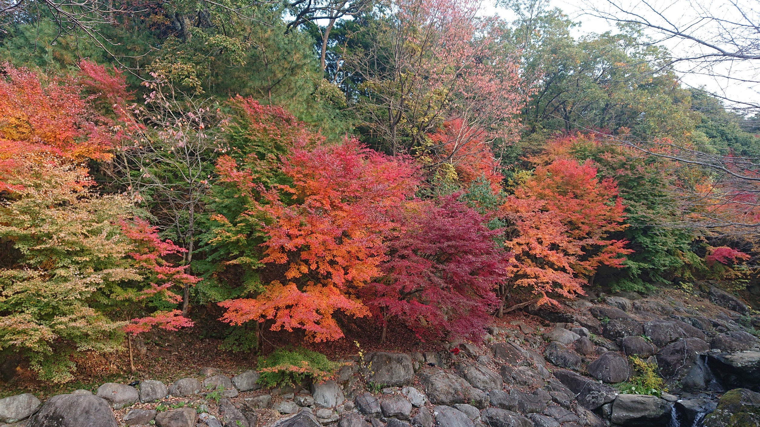紅葉シーズンにも乗り遅れ...。