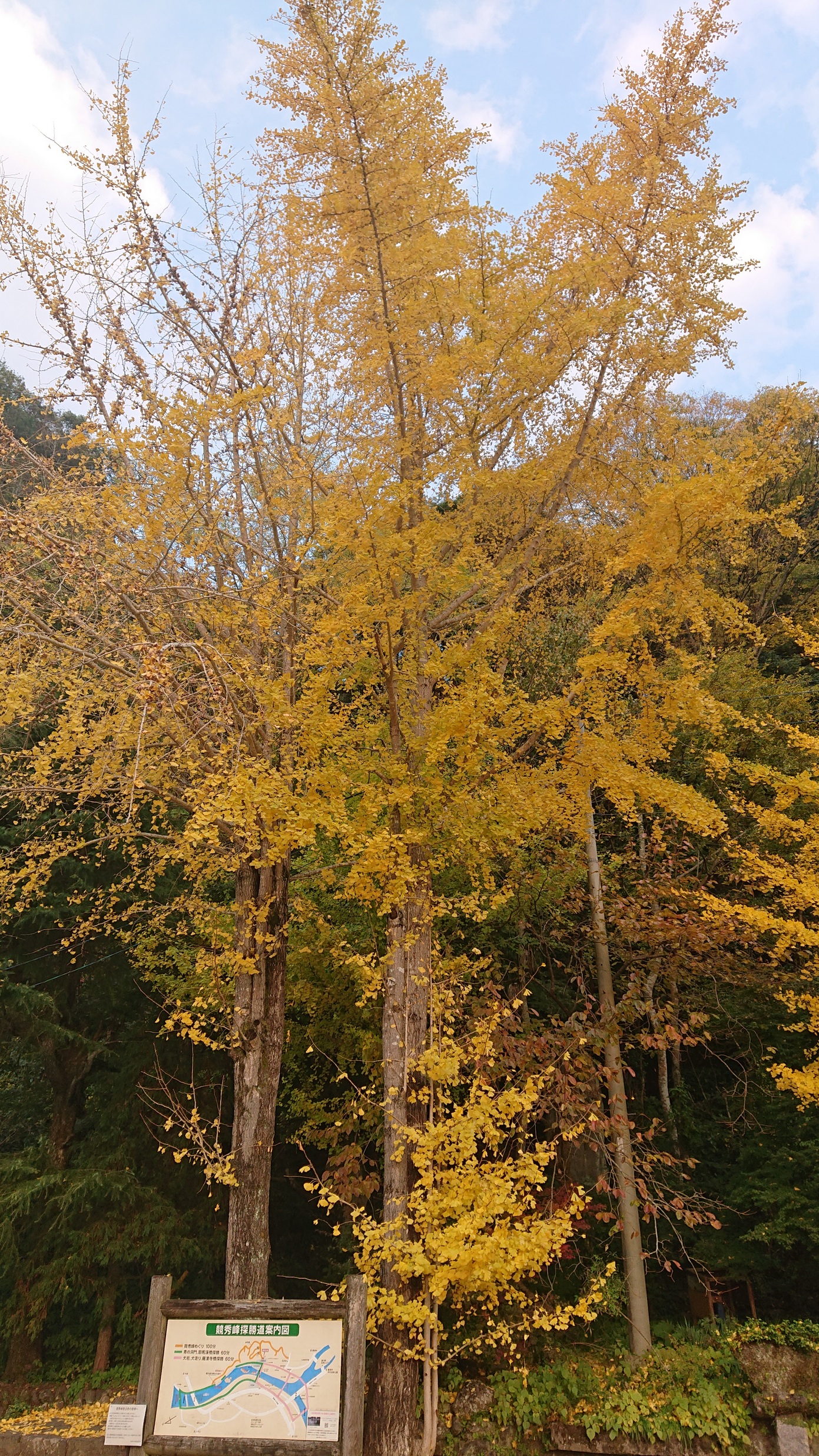 紅葉シーズンにも乗り遅れ...。