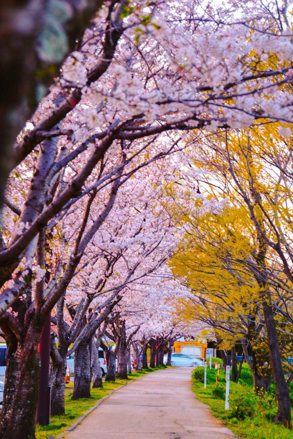 花粉の季節｡｡｡