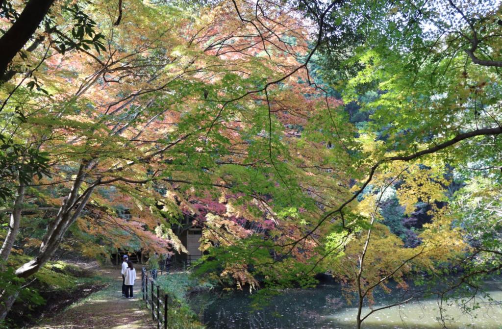 紅葉