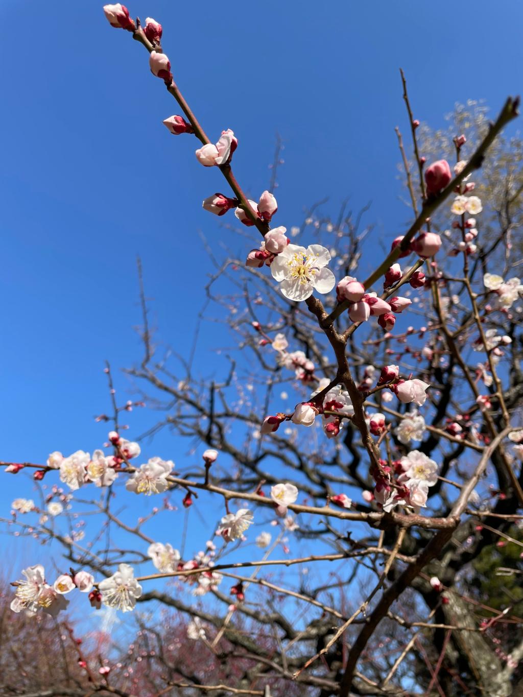 春ですね。