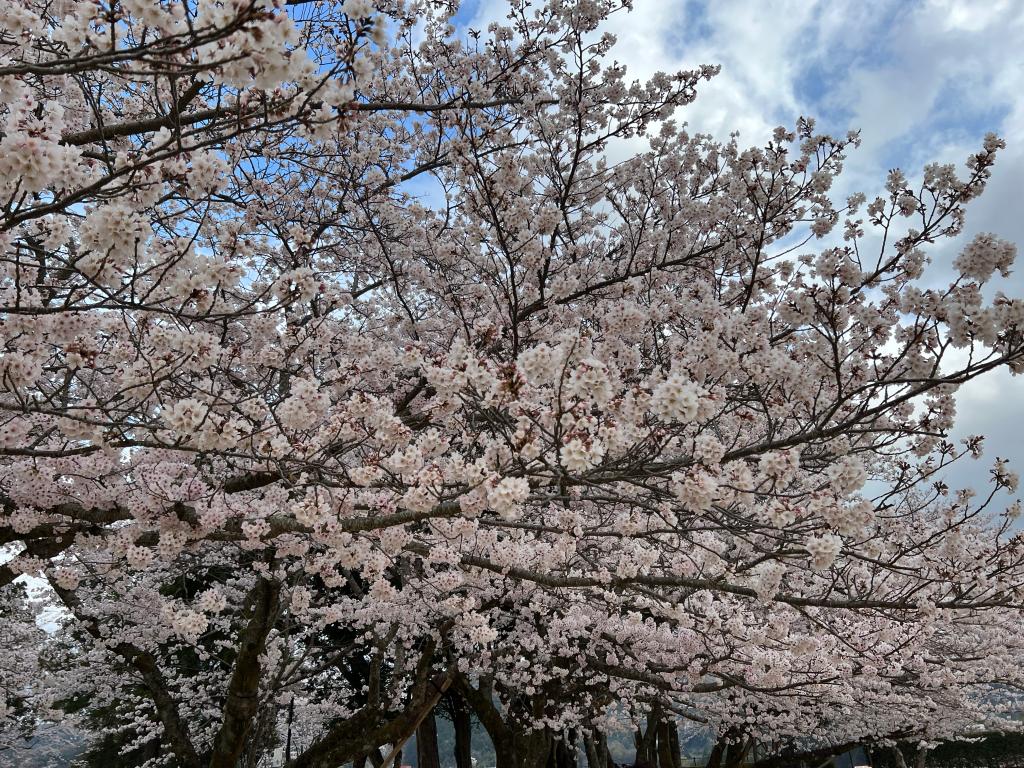 プチお花見♪