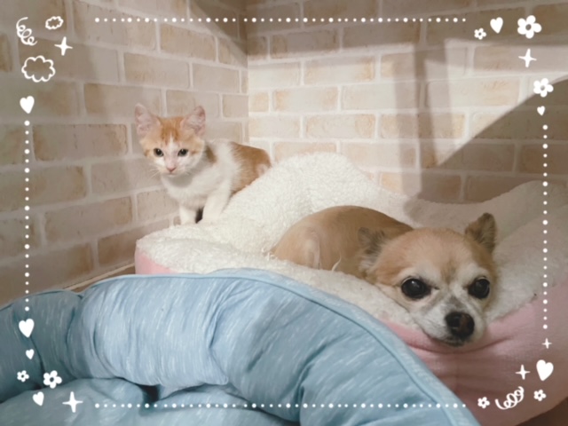 子猫のその後