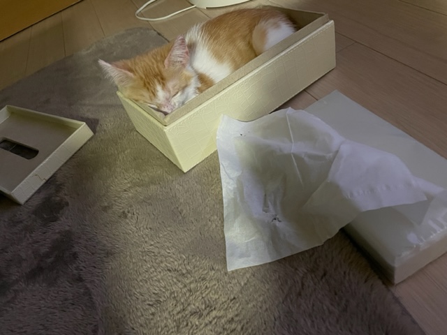 子猫のその後