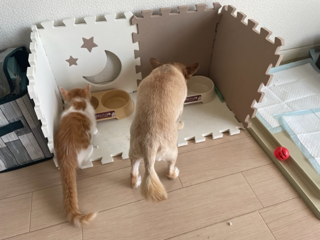 子猫のその後