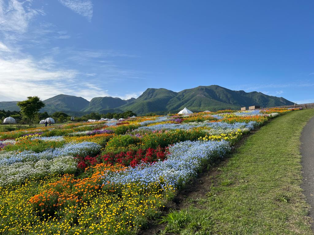 お花の癒し