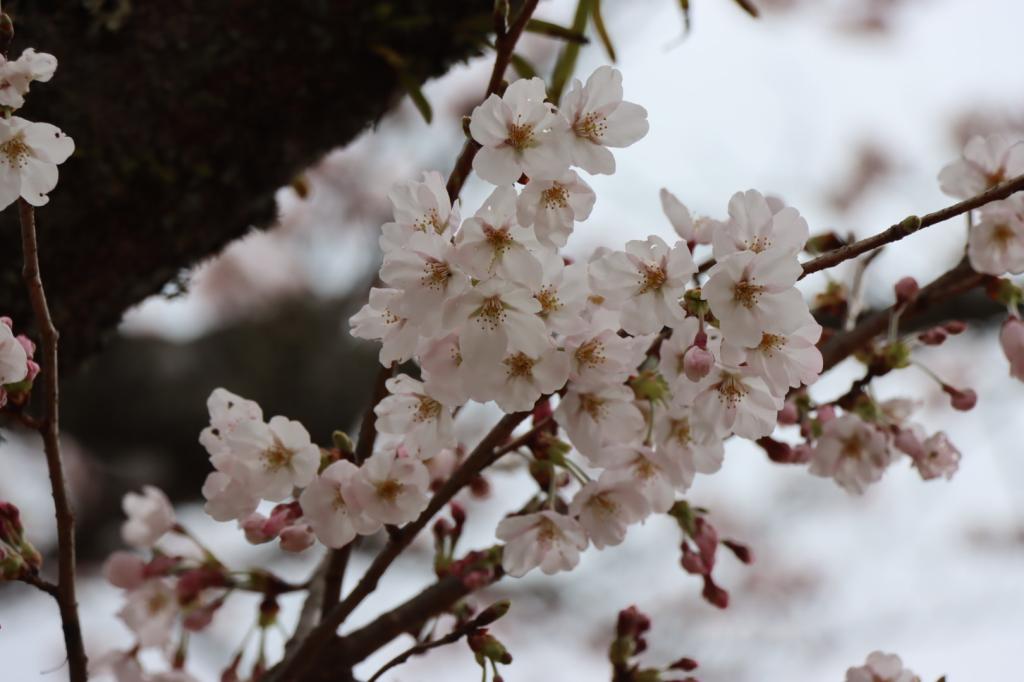桜の季節ですね