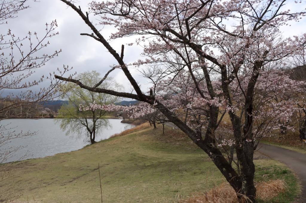 桜の季節ですね