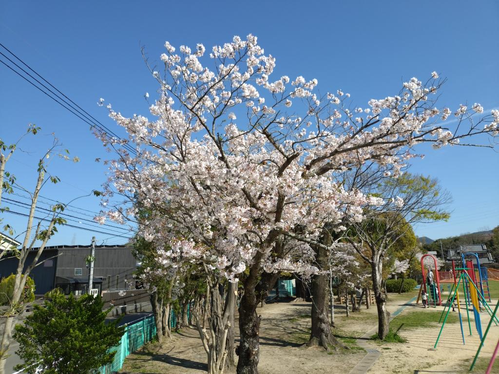 小学校の桜🌸