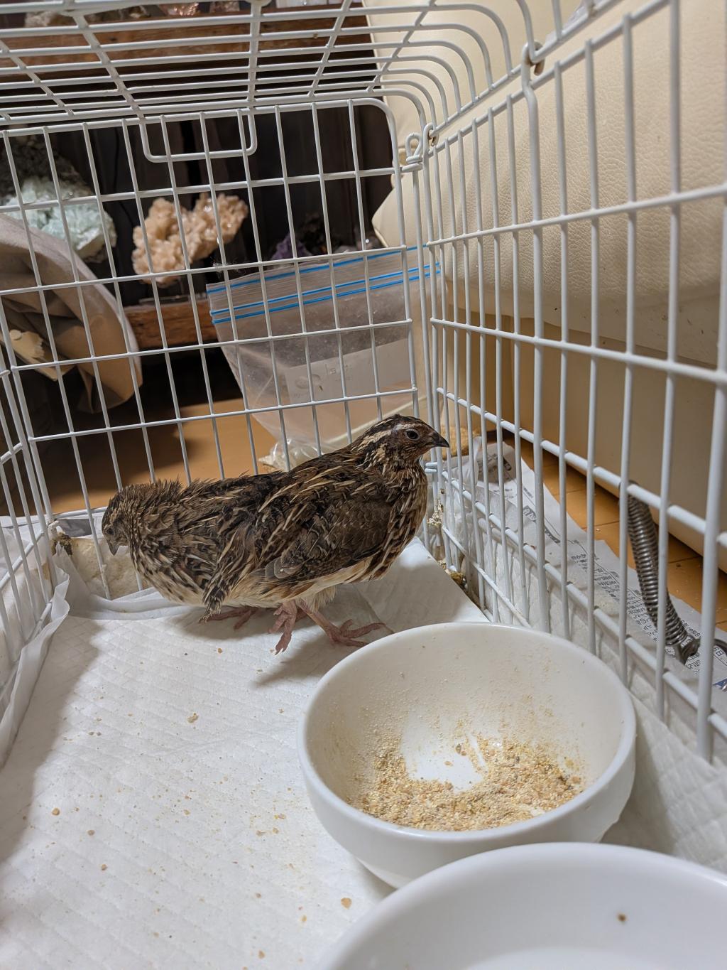新鮮な美味しい卵🥚