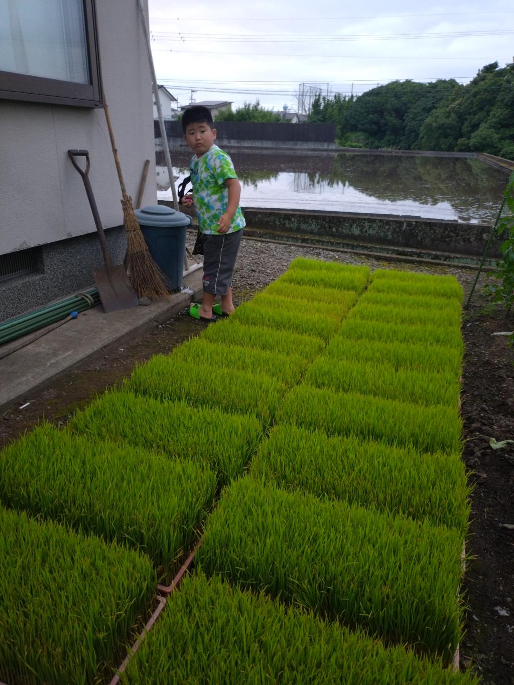 田植えの季節！