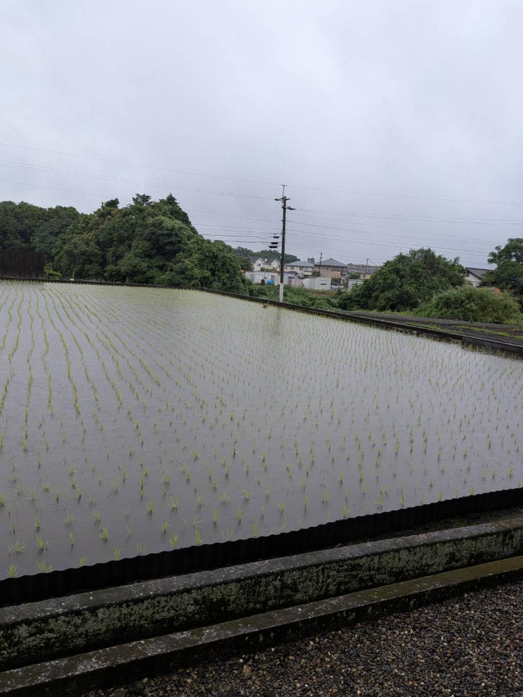 田植えの季節！