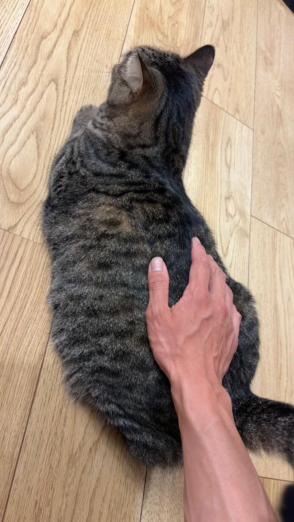 最近は猫派？🐱