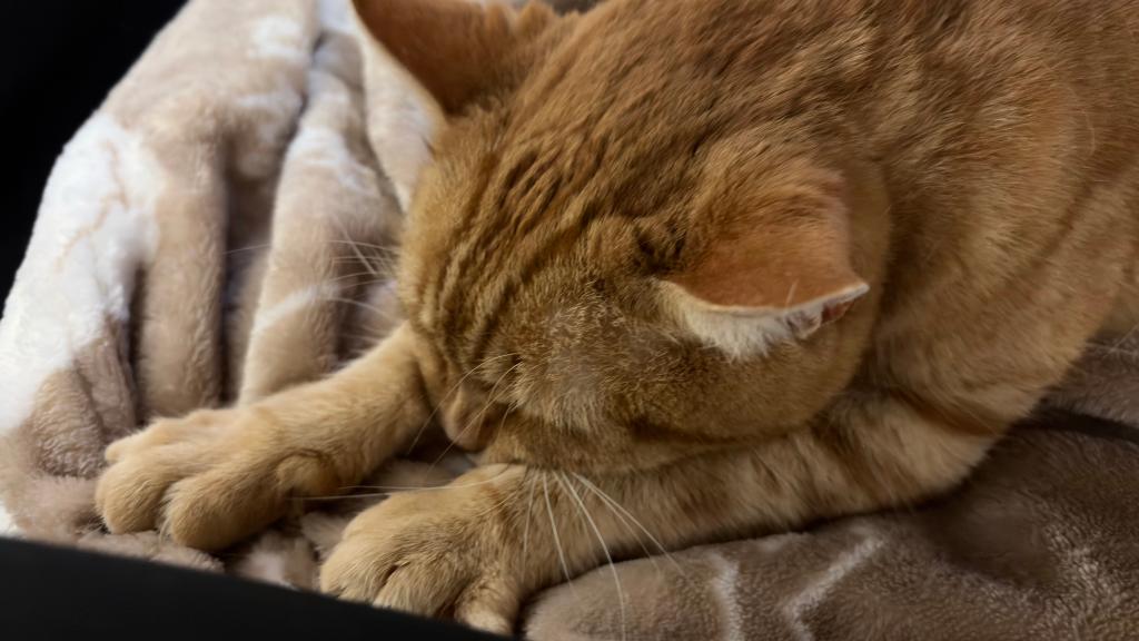 最近は猫派？🐱